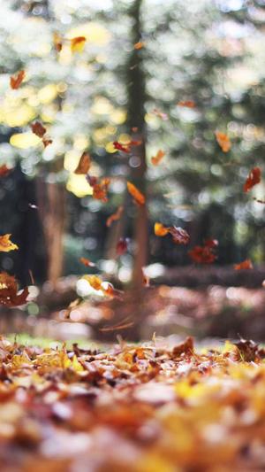 青海网站建设截图2