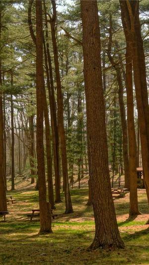 seo自动推广截图4