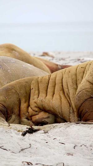 泛目录推送截图1