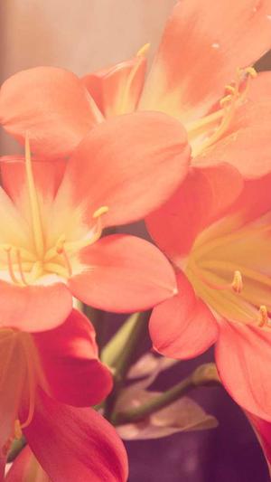 重庆seo好不好截图2