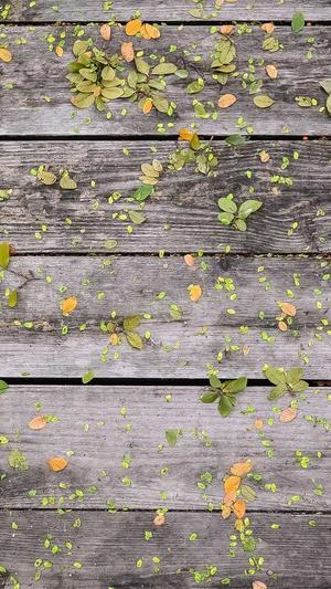 seo站长工具页面信息没显示截图2