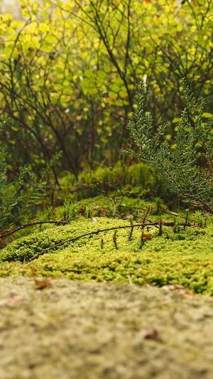 泛目录推送截图4