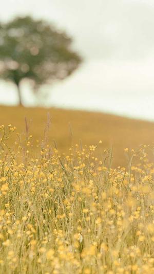 蜘蛛池引目录怎么做截图4