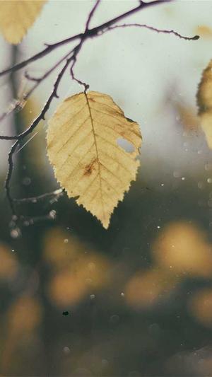 陕西seo优化截图2